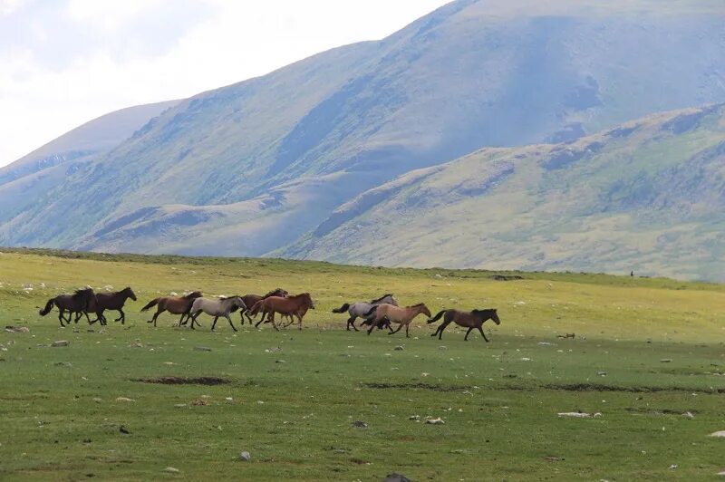 Жер мен аспан арасындағы. Ауыл. Казахстанские степи или казахские. Almaty степи. Жыланды.