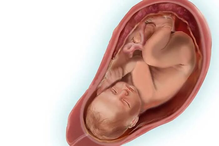 Малыш в утробе на 37 неделе беременности. Малыш на 37 неделе беременности в животе. Малыш на 36 неделе беременности в утробе. Ребёнок 36 недель беременности в животе. 37 неделя что происходит с малышом