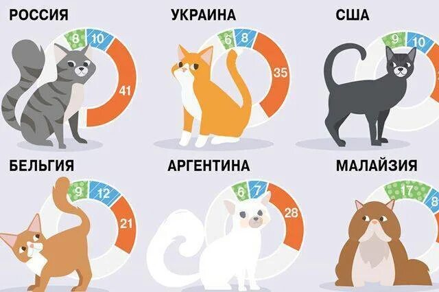 Статистика животных в россии. Инфографика кошки. Самые популярные домашние животные статистика. Самое популярное домашнее животное. Страна где больше всего Кошец.