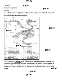 Биология 8 класс сонин с дельфином