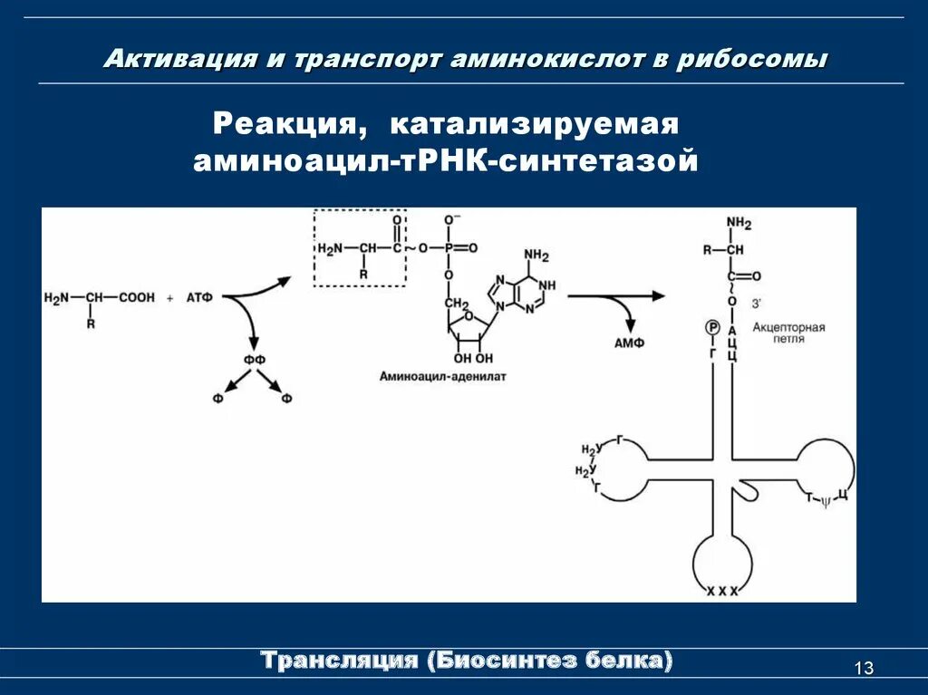 Образование пептидной связи трансляция. Этапы трансляции активация аминокислот. Подготовка аминокислот к биосинтезу белка. Реакции активации треонина. Реакции активации треонина и Валина.