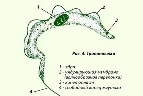 Кинетосома это