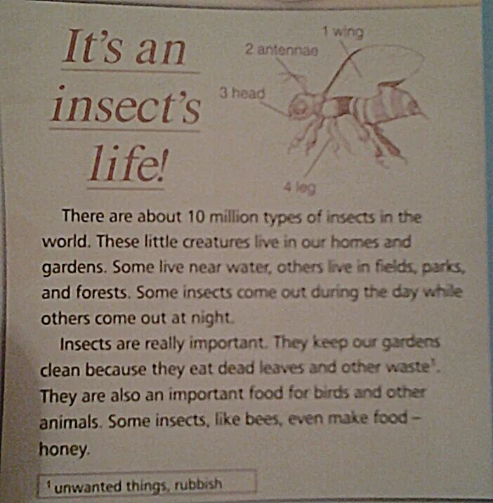 It s an insect s Life перевод. Insects перевод. Перевод текст it's an insect's Life!. It is an insect 2 класс. Английский 5 класс стр 73 текст