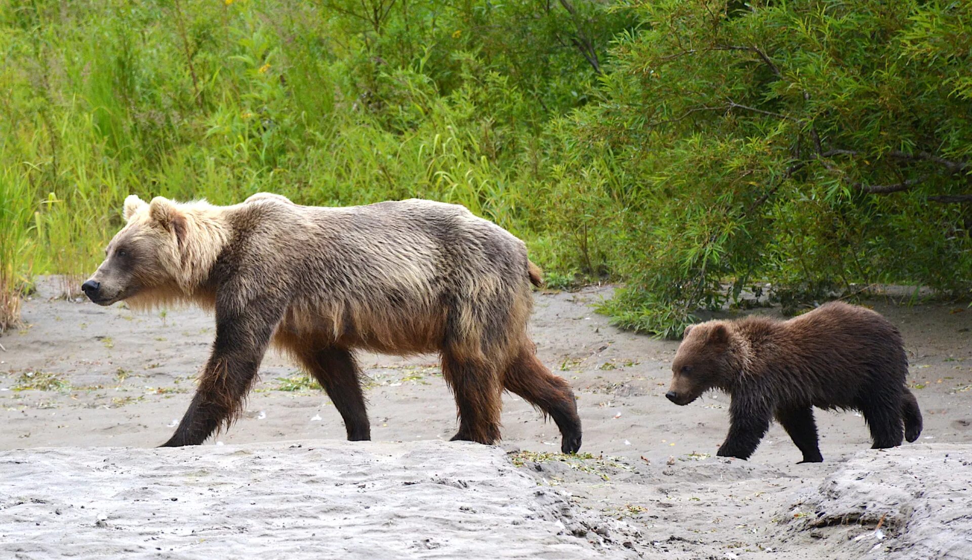 медвежонок в городе. по завалам по оврагам шел медведь. гризли североамериканский бурый медведь. медведь стоячий. медведь идет.