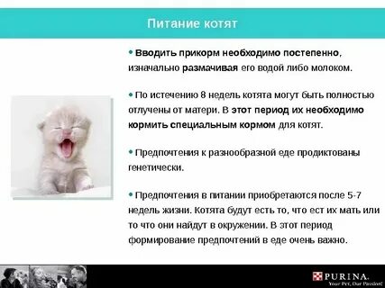 На сколько дней можно оставлять кошку одну