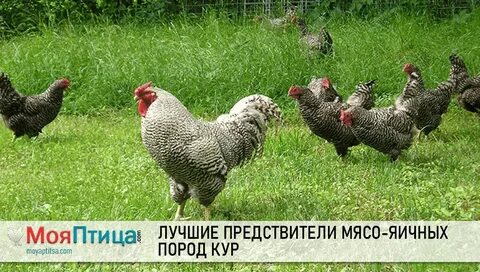 Мясо яичного
