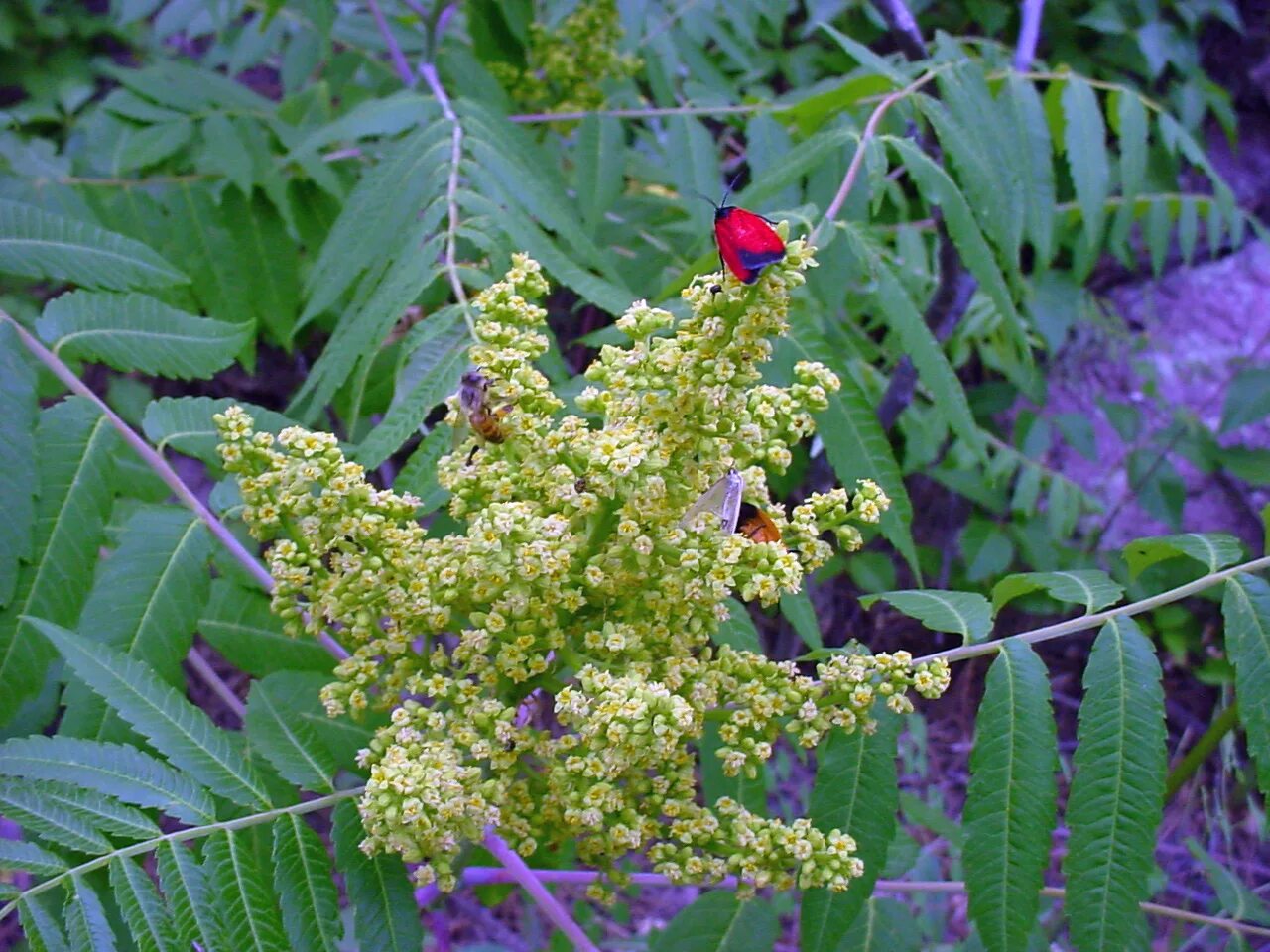 Сумах дубильный (Rhus coriaria. Сумах дубильный кустарник. Сумах оленерогий. Сумах, уксусное дерево , Rhus coriaria.
