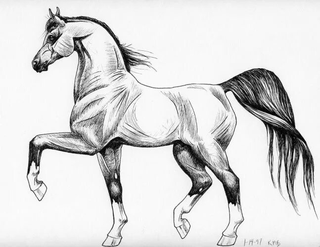 Flower-whisper: Photo Horses, Horse pictures, Pretty horses