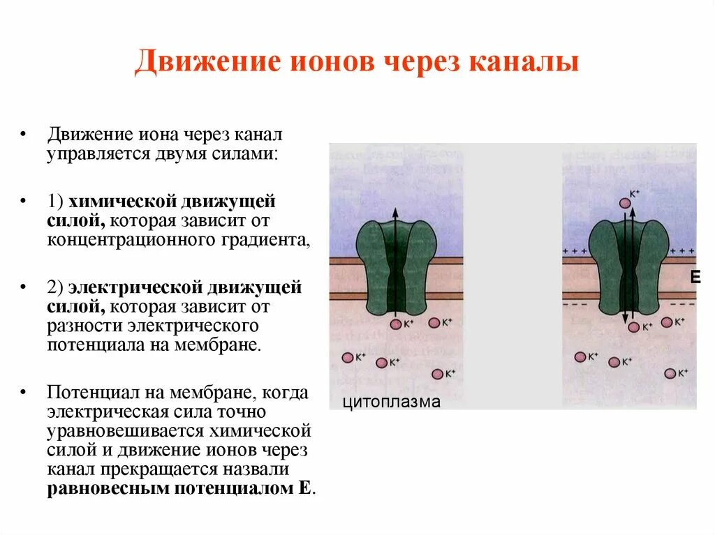 Движение ионов. Движение ионов через каналы утечки. Движущая сила движения ионов. Движущее силы, обеспечивающие движение ионов. Вокруг движущегося иона существует существуют