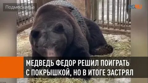 Медведь федора