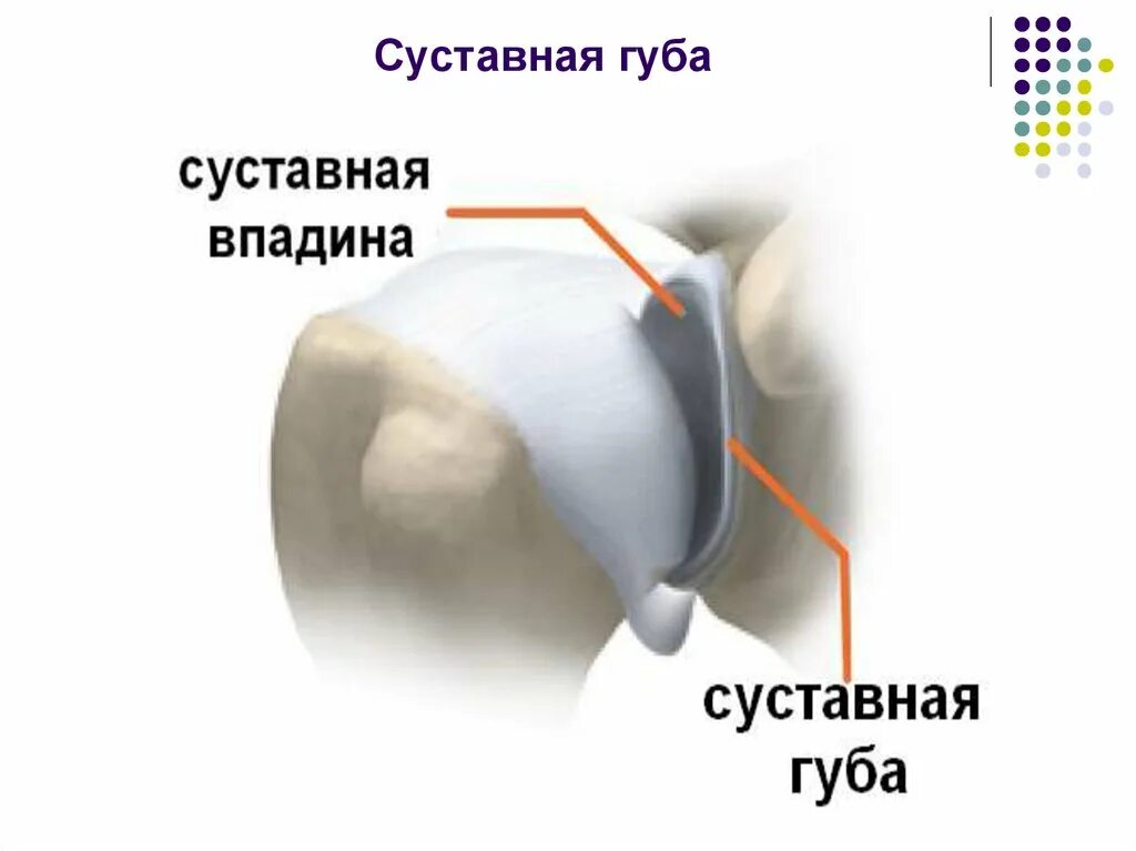 Суставная губа плечевого сустава анатомия. Суставная губа гленоида плечевого сустава. Фиброзно-хрящевая губа гленоида плечевого сустава. Губа гленоида плечевого сустава анатомия.