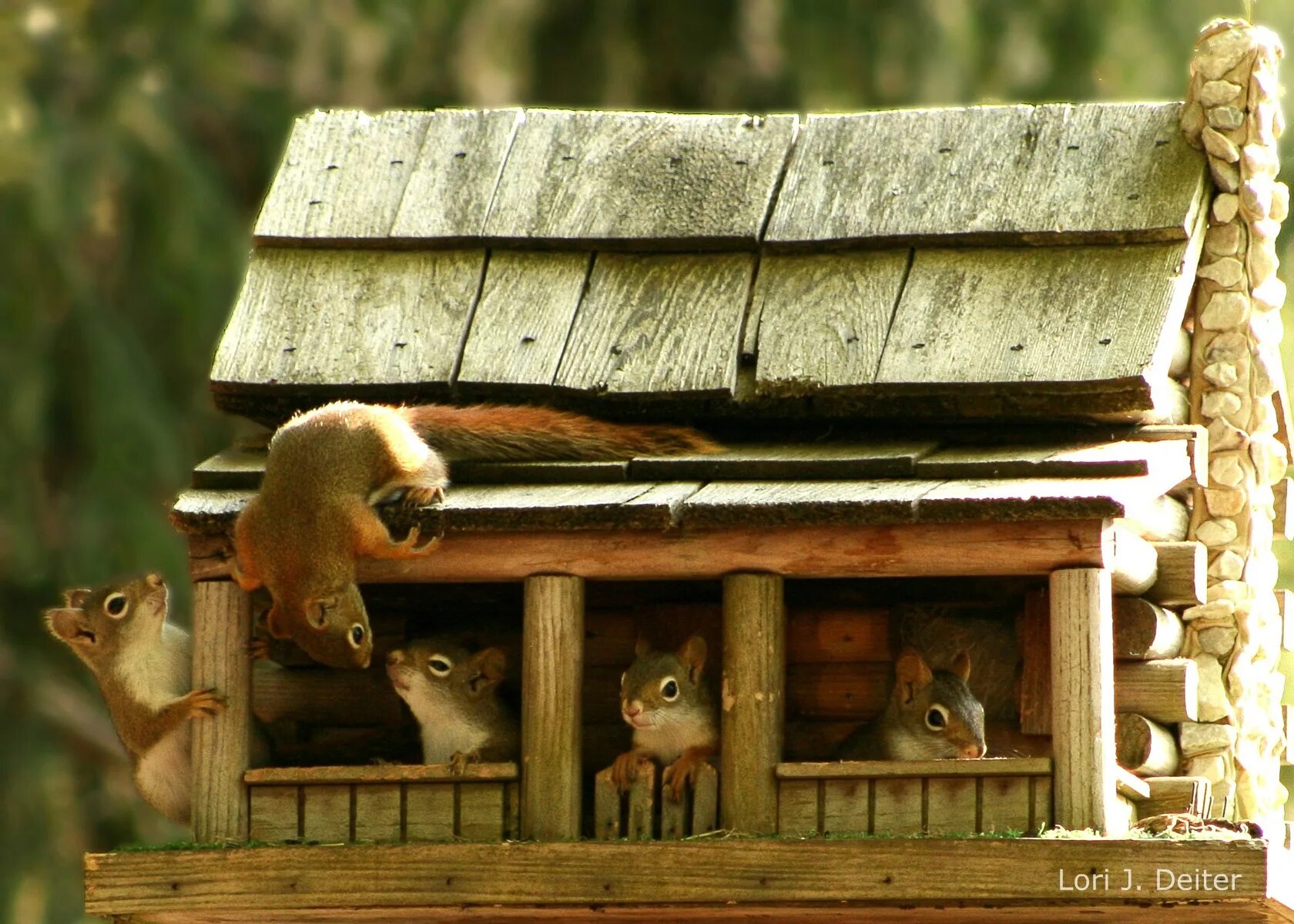 лес это дом для зверей и птиц. дом зверей и птиц. дом зверей и птиц. птичий двор нищева. синичник дуплянка.