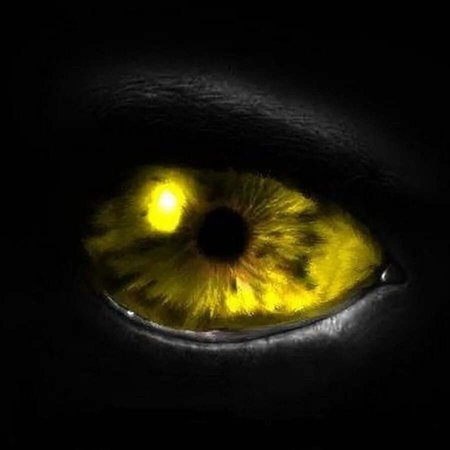 Желтый глаз 13. Глаза в темноте. Золотые глаза. Желтые глаза. Светящиеся глаза.