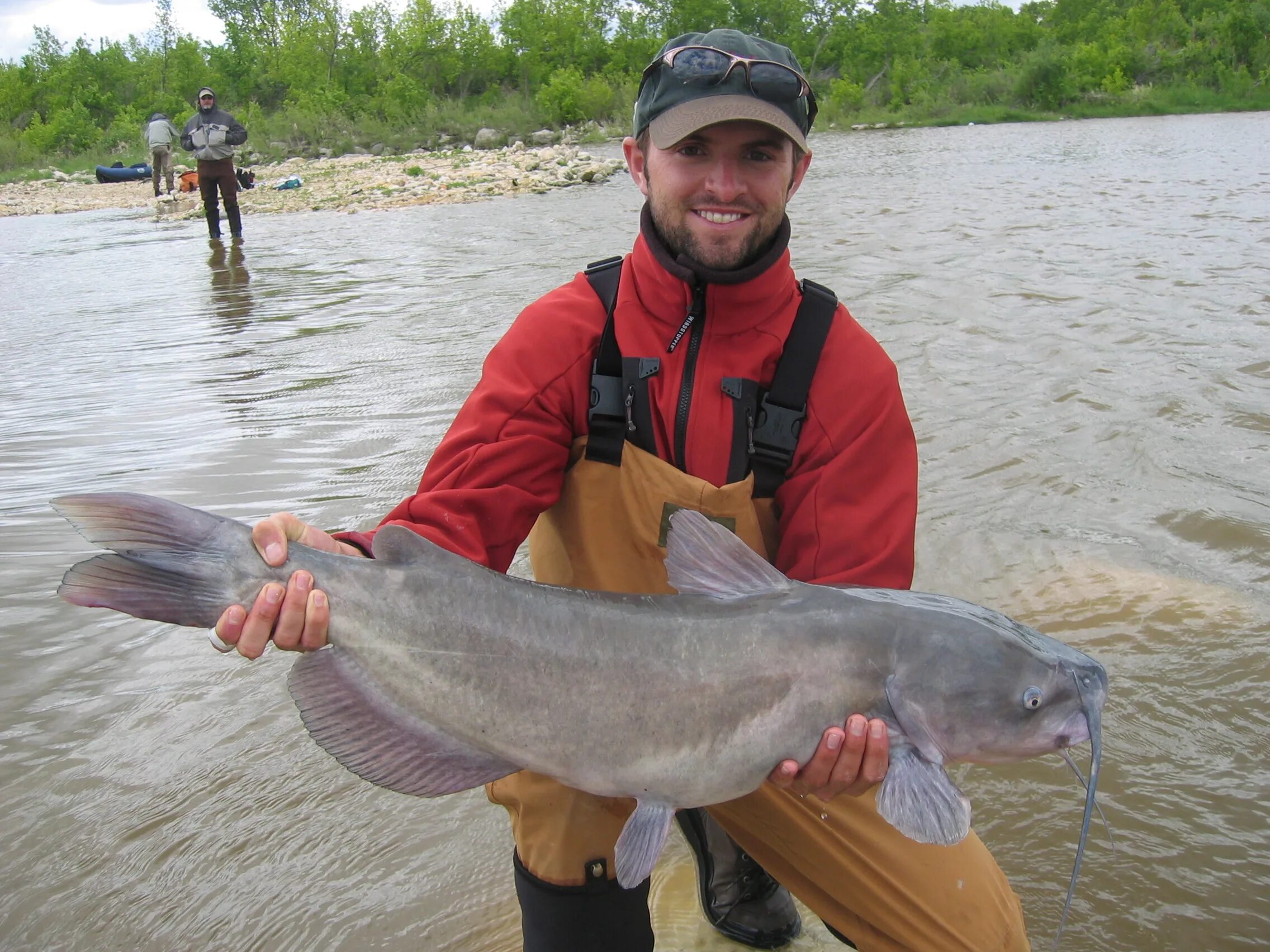 Сом солдатова. Сомик озерный. Рыба сом во сне. Рыба сом во сне. Синяя рыбка аквариумная сомик.