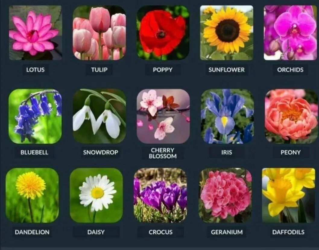 Цветы названия. Названия цветов растений. Названия цветов на английском. Названия цветов на английском растения.