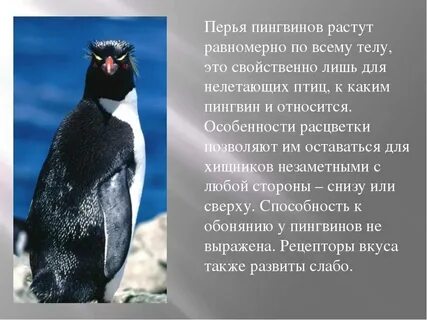 Текст пингвины 3 класс