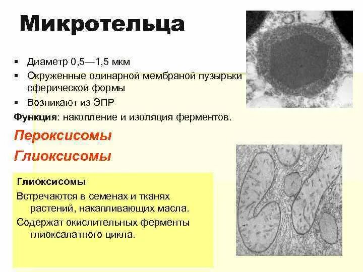 Пероксисомы содержат. Микротельца пероксисомы. микротельца в растительной клетке. пероксисома строение и функции. строение пероксисомы растительной клетки.