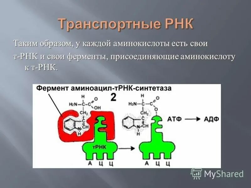 Синтез полипептидной. ТРНК С аминокислотой. Присоединение аминокислоты к ТРНК. ИРНК И ТРНК аминокислота. Транспортная РНК С аминокислотой.