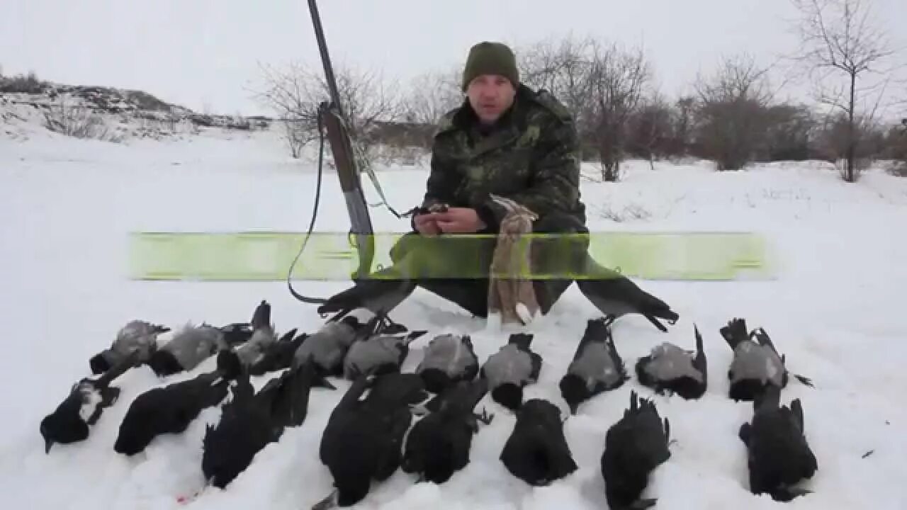 Охота на серую ворону зимой. Охота на серую ворону разрешенные калибры. Охота на серую ворону