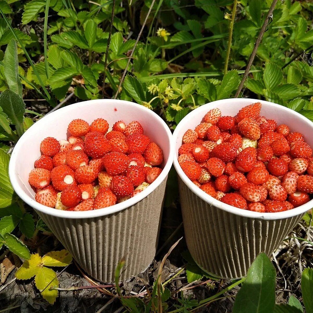 Малы ягоды земляники за то вкусны. Лесные ягоды. Земляника. Клубника Лесная. Ягода земляника.