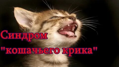 Крик кота зовущего слушать