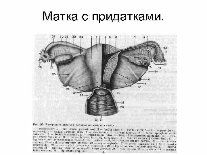 Строение матки с придатками и яичниками. Матка маточная труба яичник анатомия. Женская половая система придатки. Строение матки вид сбоку. Женские половые органы трубы