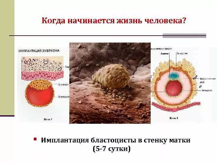 Имплантация эмбриона симптомы