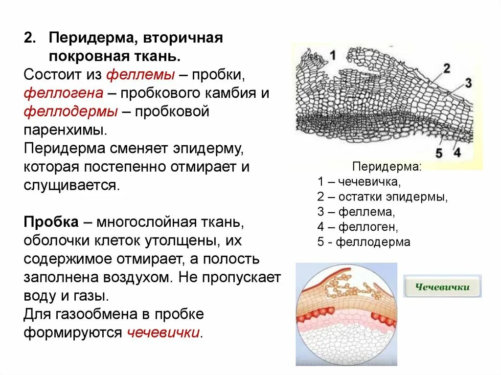 Пробка перидерма. Перидерма покровная ткань растений. К первичным образовательным тканям относится феллоген. Покровная ткань растений пробка. Феллоген феллодерма.