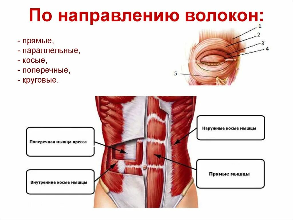 Направления мышц