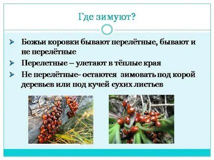 Когда божьи коровки впадают в спячку