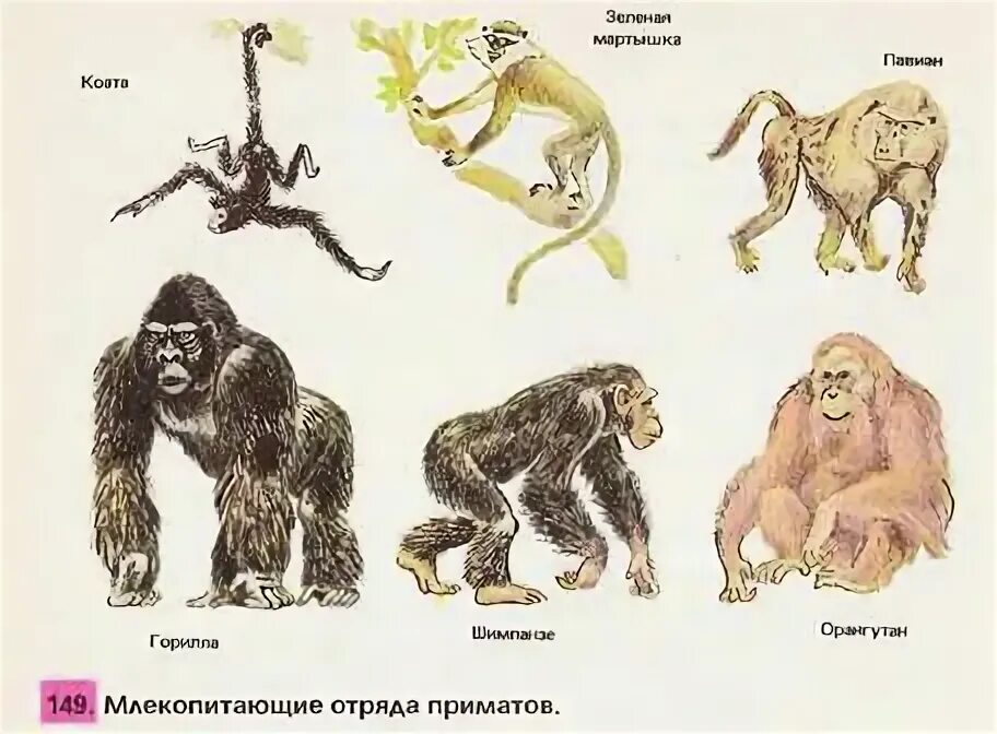 Отряд низшие приматы. Плацентарные приматы. Отряд млекопитающих приматы. Плацентарные млекопитающие приматы. Отряд млекопитающих приматы.