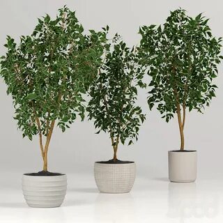 Фикусы 3