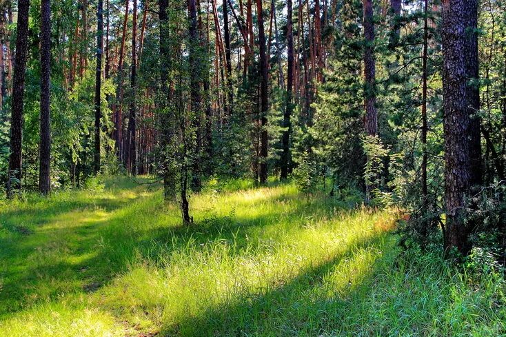 Леса нижегородской области фото