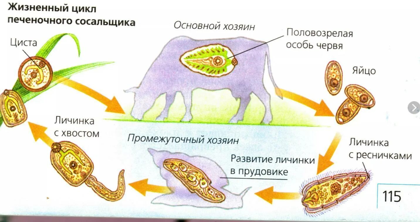 Хозяин печеночного сосальщика является