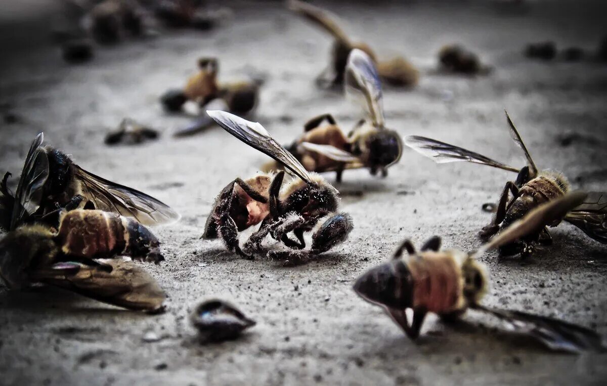 Пчелы гибнут. Вымирание насекомых. Дохлая пчела. Исчезновение насекомых. Вымирание пчел.