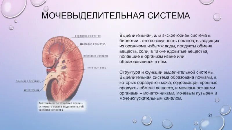 Строение и функции мочевыделительной системы тест. Строение выделительной системы ЕГЭ. Мочевыделительная система органы. Строение и функции органов выделительной системы. Строение мочевыделительной системы.