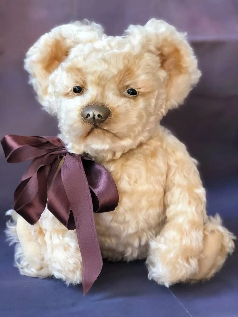 Порода тедди. Порода Тедди Беар. Teddy Bear собака порода. Собака Тедди Беар. Собака ка поюшевый мишка.
