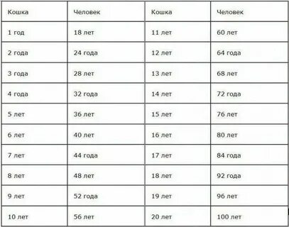 Сколько лет кошкам по меркам