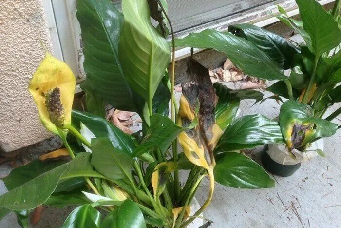 Спатифиллум болезни листьев. Септориоз спатифиллума. Антракноз спатифиллума. Спатифиллум чернеют листья. Гоммоз спатифиллума.