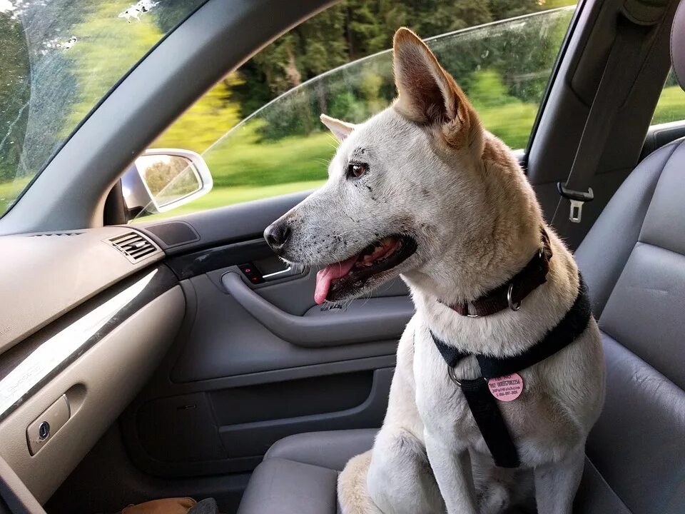 Ride pet. Животные в автомобиле. Собаки Веселые на машине. Собака в авто. Собака в салоне авто.