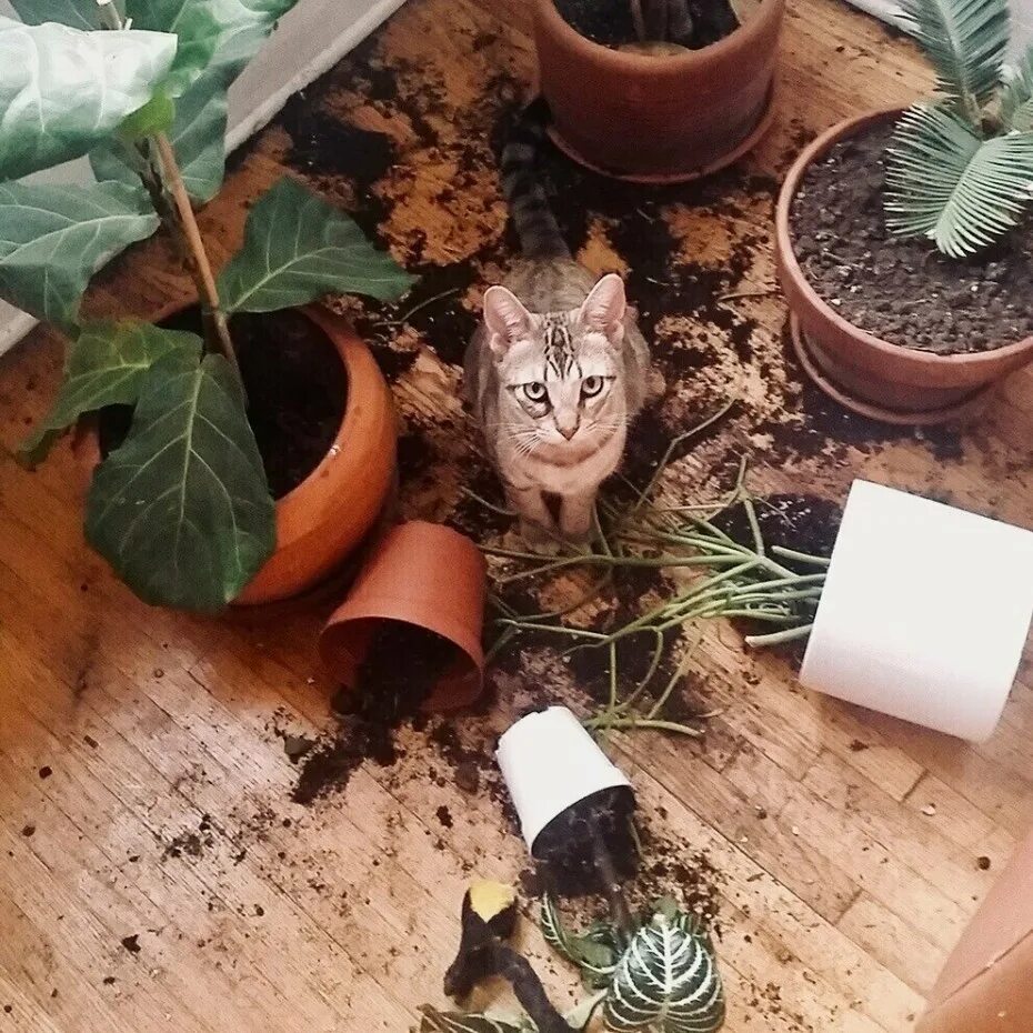 Кошку ломает