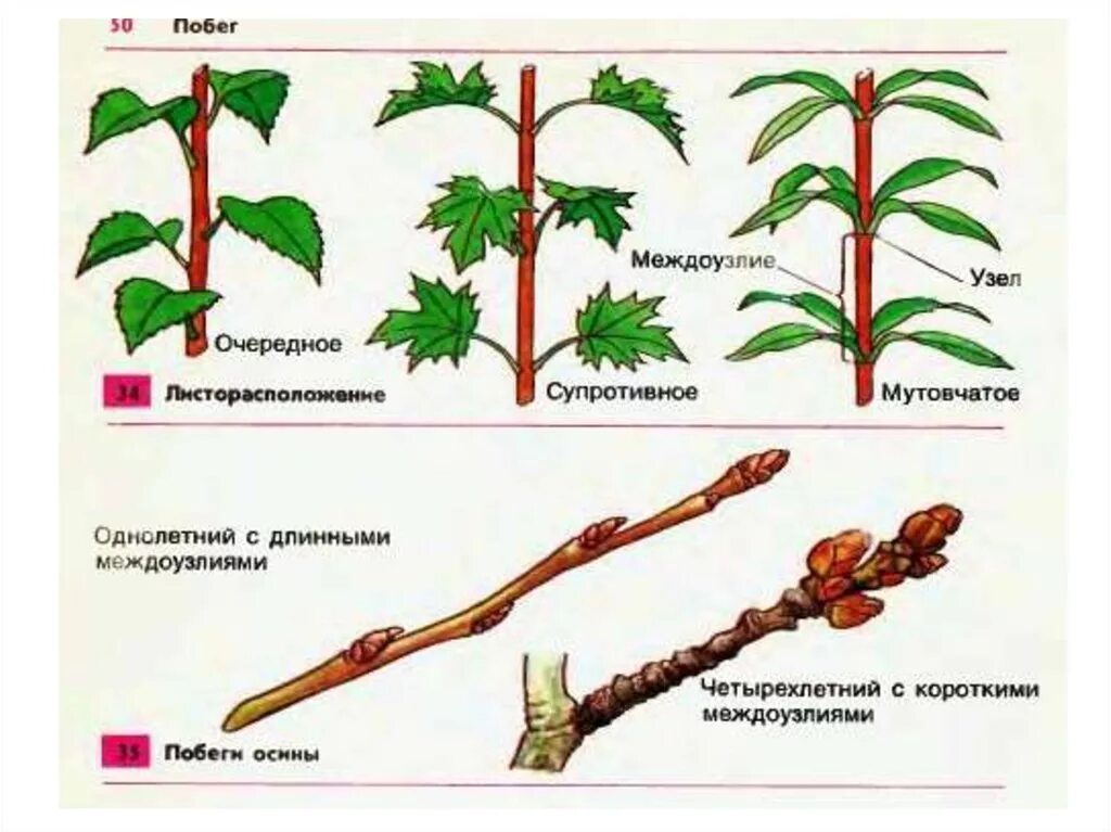 Почки на побегах разных деревьев и кустарников. Строение побега тополя. Строение побега вишни. Междоузлие у побега.