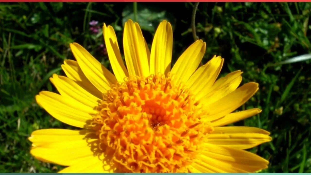 Pin on Herbal Medicine