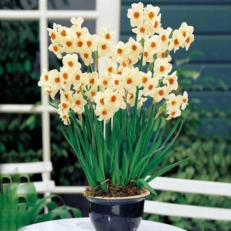 Осенняя посадка нарциссов. Как сажать нарциссы. Как сажать нарциссы. Высаживание луковиц в грунт. Крокусы размножение.