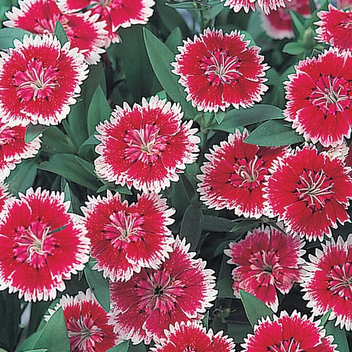 Гвоздика китайская микс. Dianthus chinensis гвоздика китайская. Гвоздика китайская (Dianthus chinensis) Diana. Гвоздика китайская Империалис.