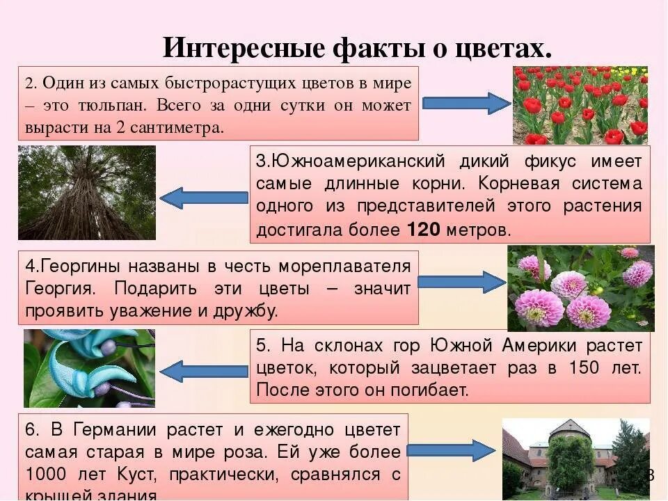 Интересные факты про цветов
