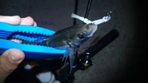 Приманки черного моря