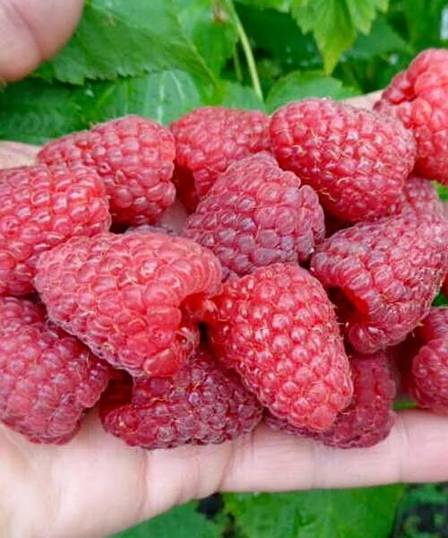 Купить Малина обыкновенная Cascade Delight Малина GardenPlants