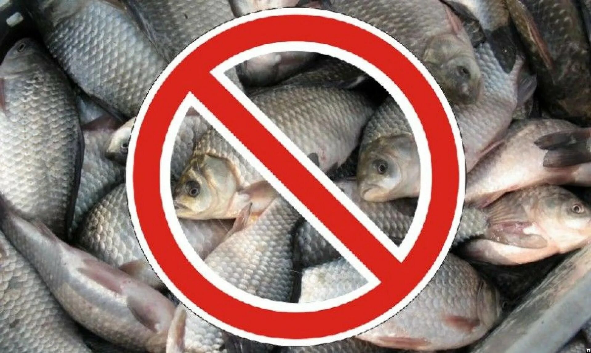 Нерестовый запрет по регионам. Запрет на рыбалку. Ловля рыбы запрещена. Вылов рыбы запрещен. Запрет на вылов рыбы.