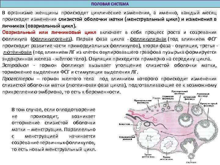 Циклические изменения в яичнике. Функциональные изменения слизистой оболочки матки. Циклические процессы в яичнике. Циклические изменения в матке и яичниках.